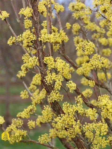 Dogwood Cornelian Cherry "Saffron Sentinel"