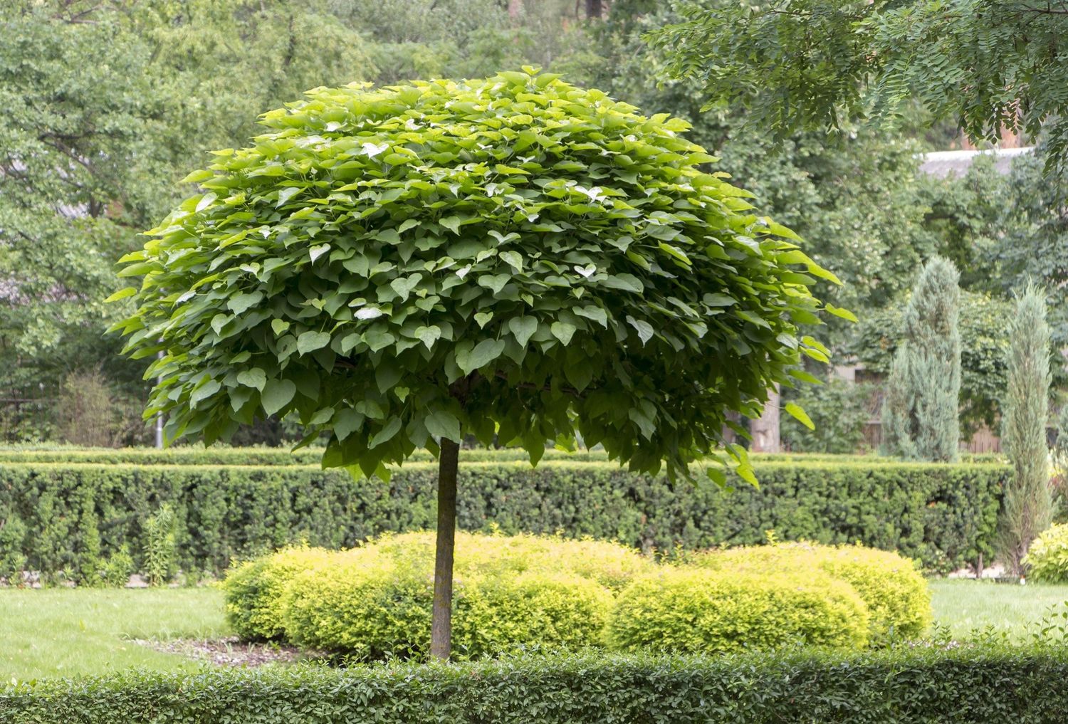 Catalpa "Umbrella"