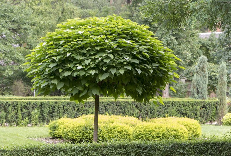 Catalpa "Umbrella"