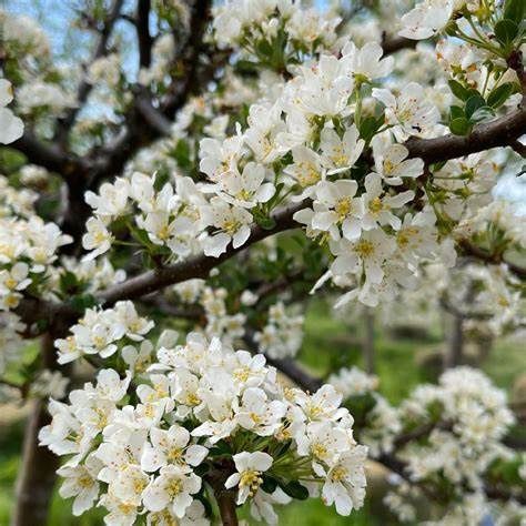 Crabapple "Sargent Tina"