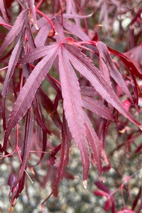 Japanese Maple "Pung Kil", Size: 10g