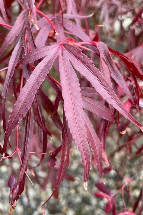 Japanese Maple "Pung Kil", Size: 10g