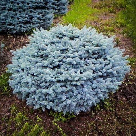 Blue Spruce Dwarf "Globe", Size: 10g