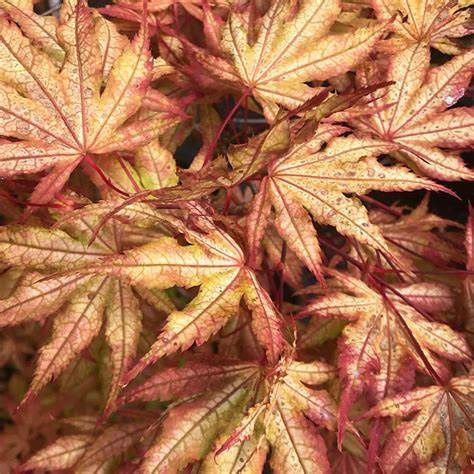 Japanese Maple "Olsen's Frosted Strawberry"