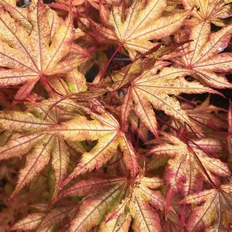 Japanese Maple "Olsen's Frosted Strawberry"