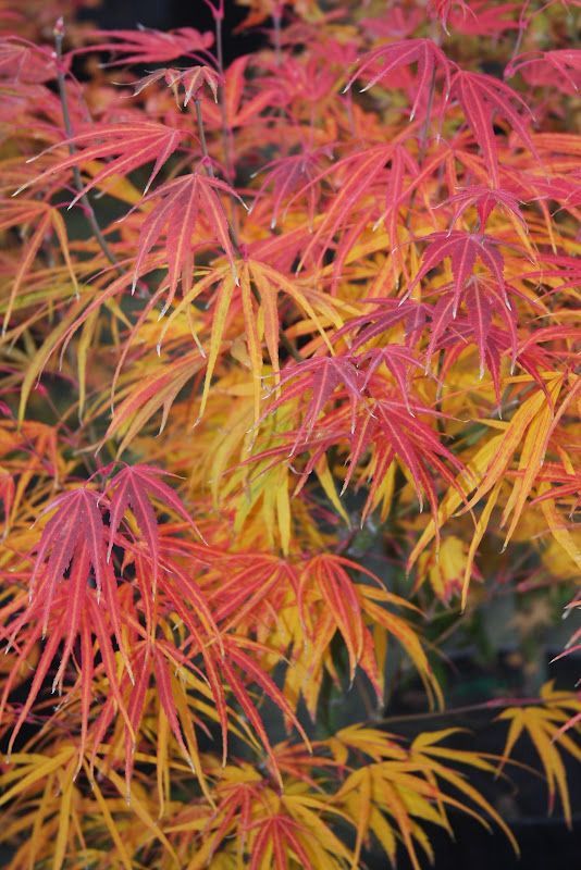 Japanese Maple "Scolopendrifolium", Size: 10g