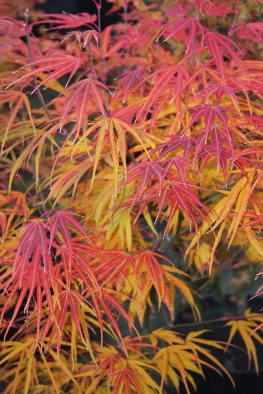 Japanese Maple "Scolopendrifolium", Size: 10g