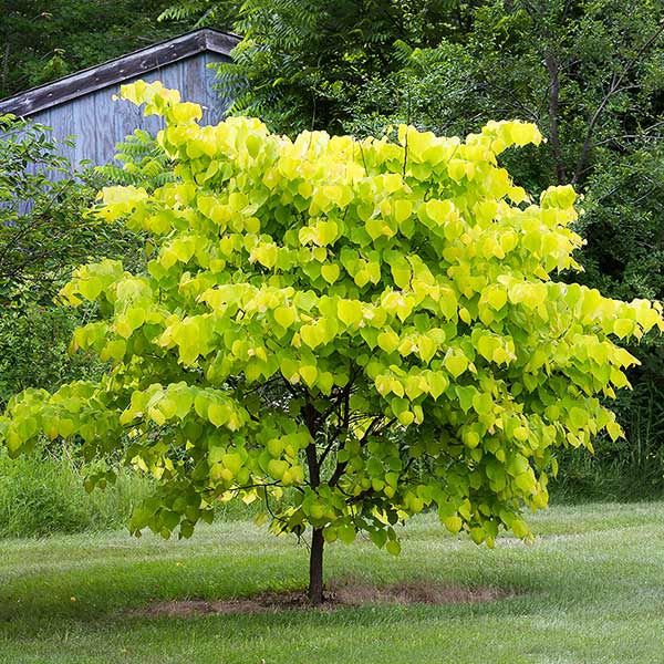 Eastern Redbud "Hearts of Gold"