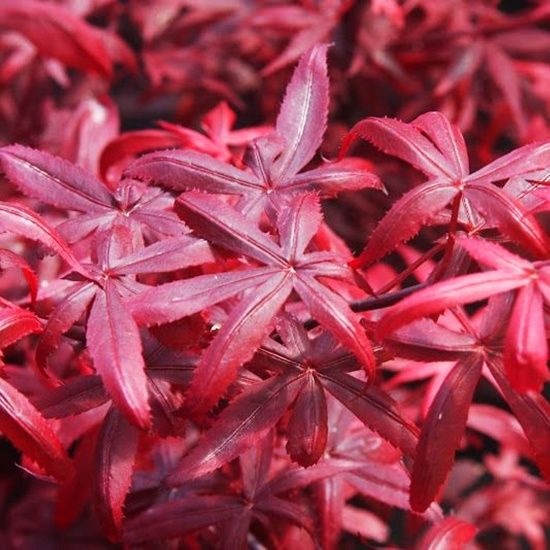Japanese Maple "Hime Shojo", Size: 7g