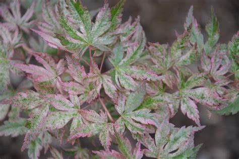 Japanese Maple "Radiant", Size: 10g