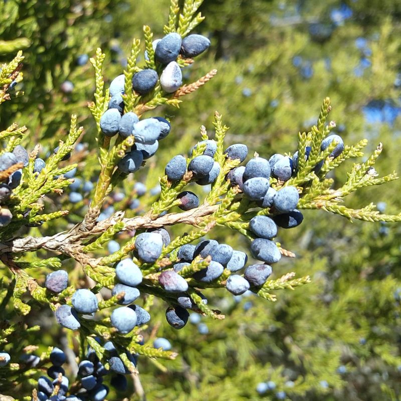 Eastern Red Cedar