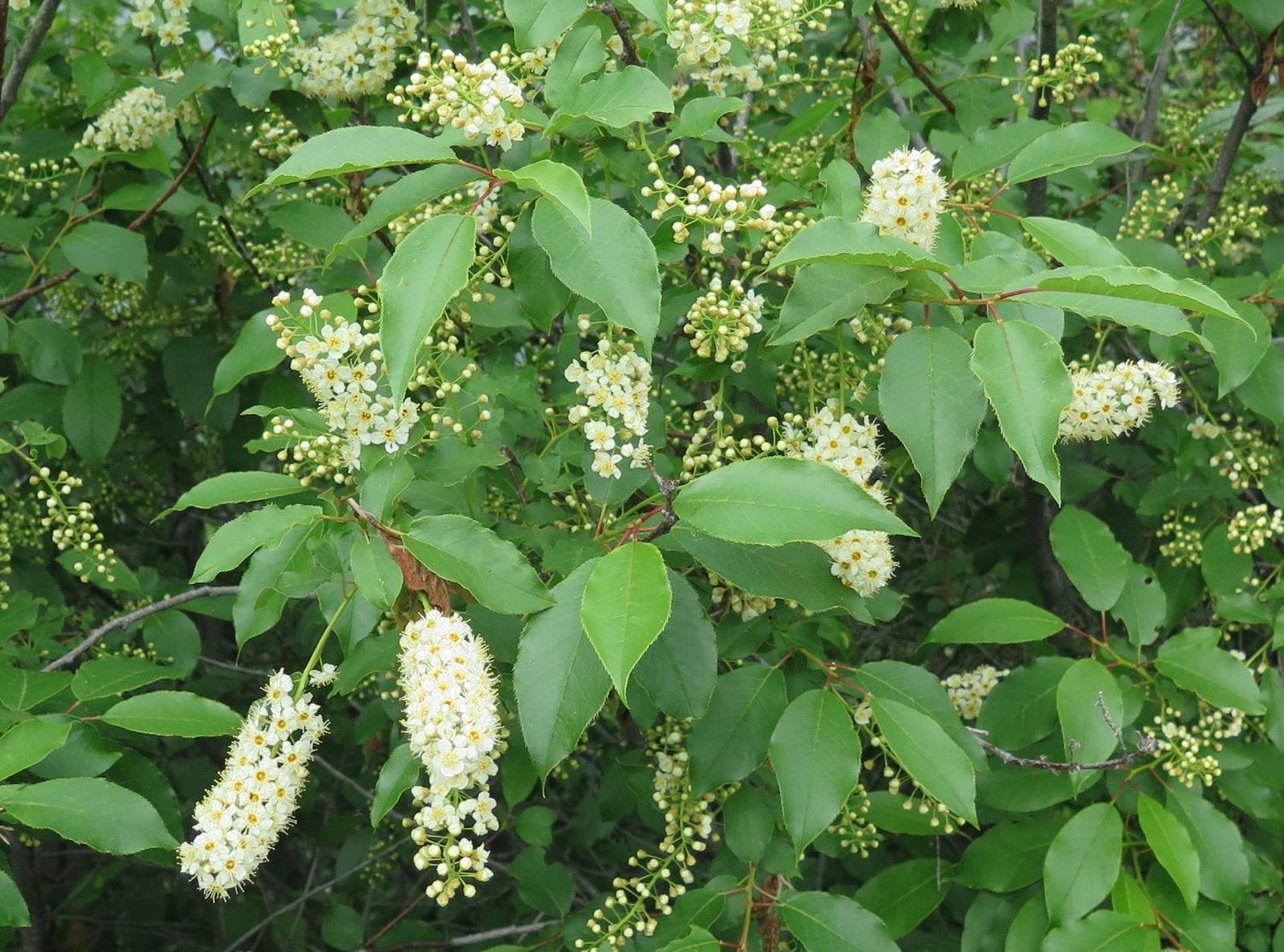 Chokecherry