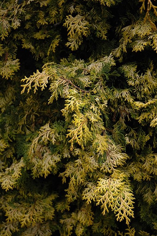 Golden Hinoki Cypress "Aurea"