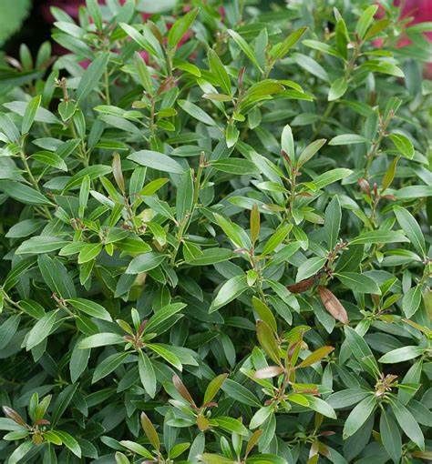 Inkberry Holly "Gem Box"