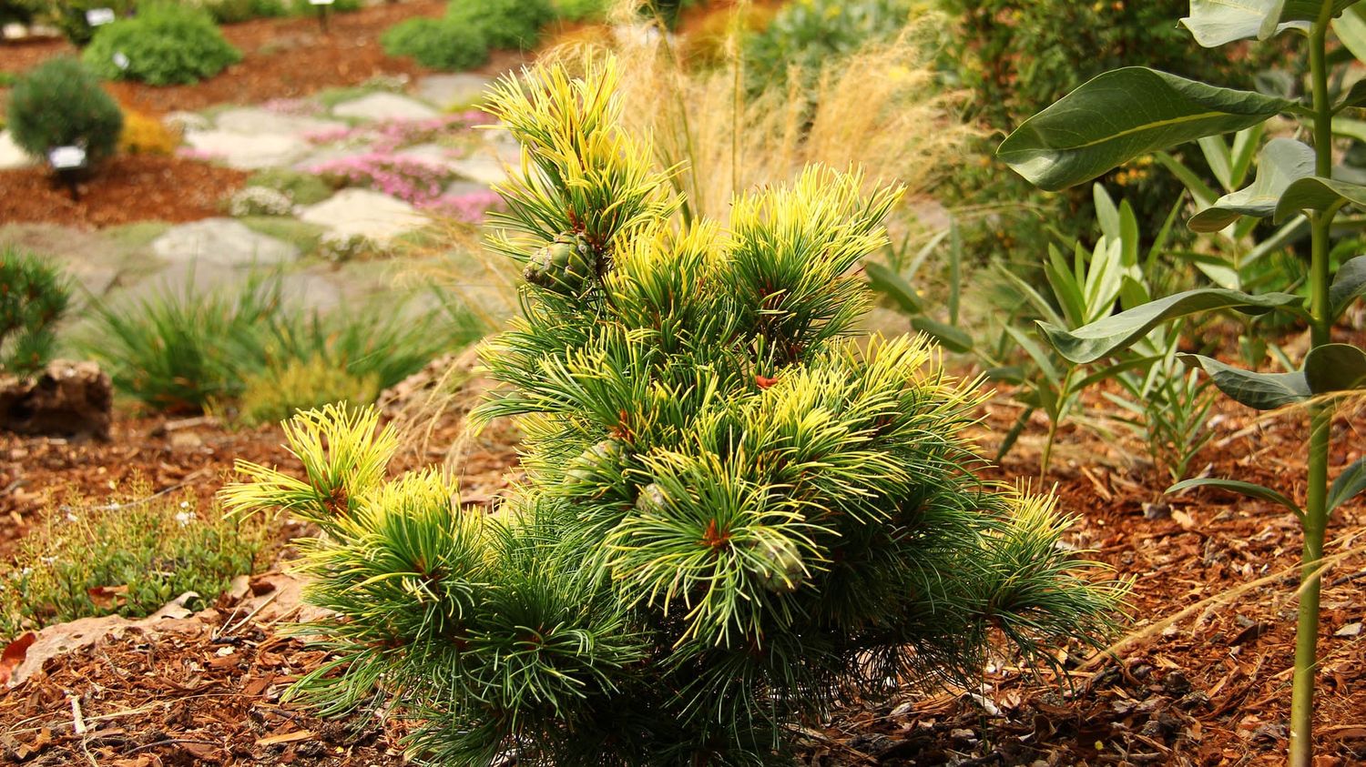 Japanese White Pine