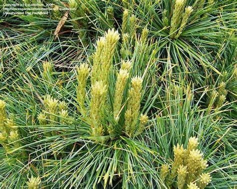 Dwarf White Pine