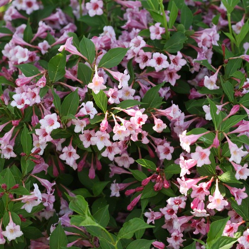 Weigela "Sonic Bloom Pure Pink"