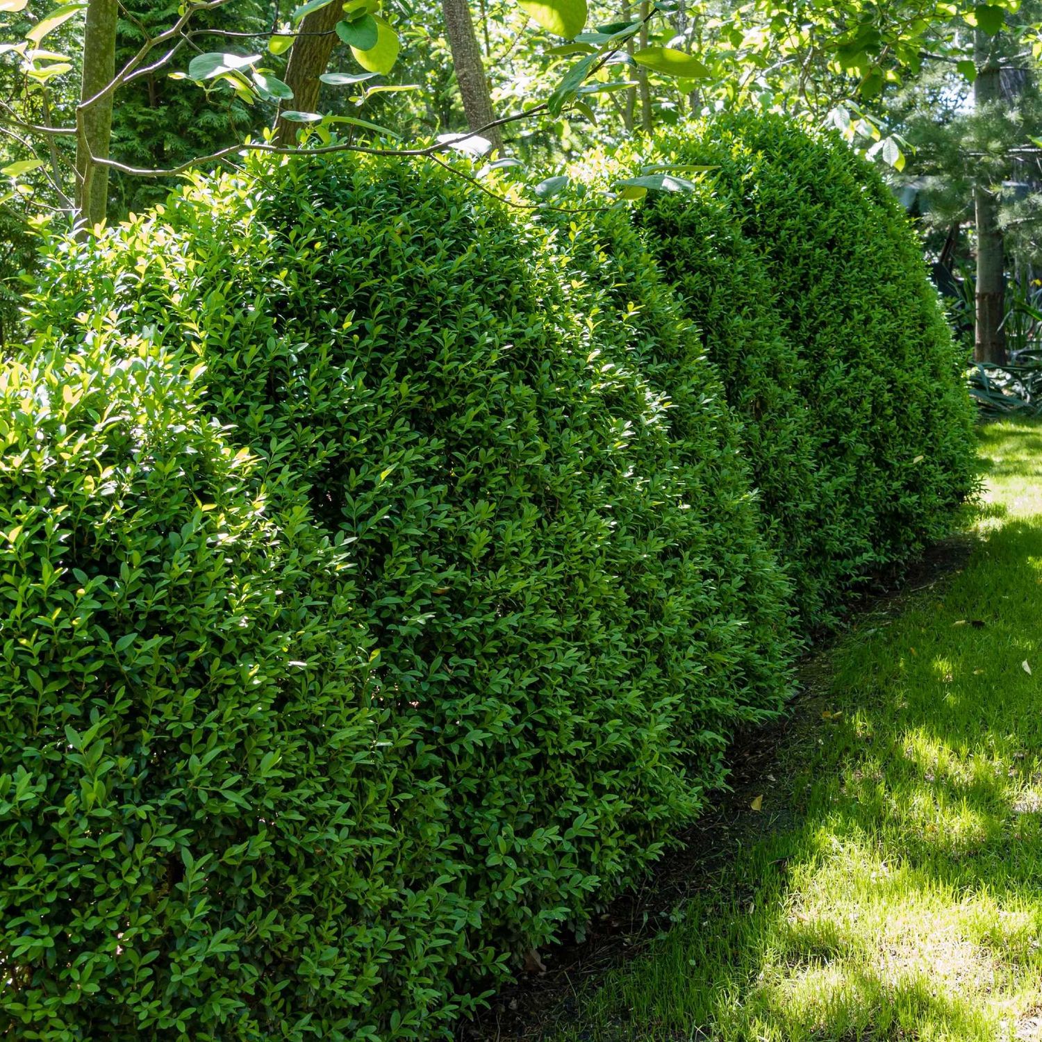 Boxwood "Green Mountain", Size: 7g PYR
