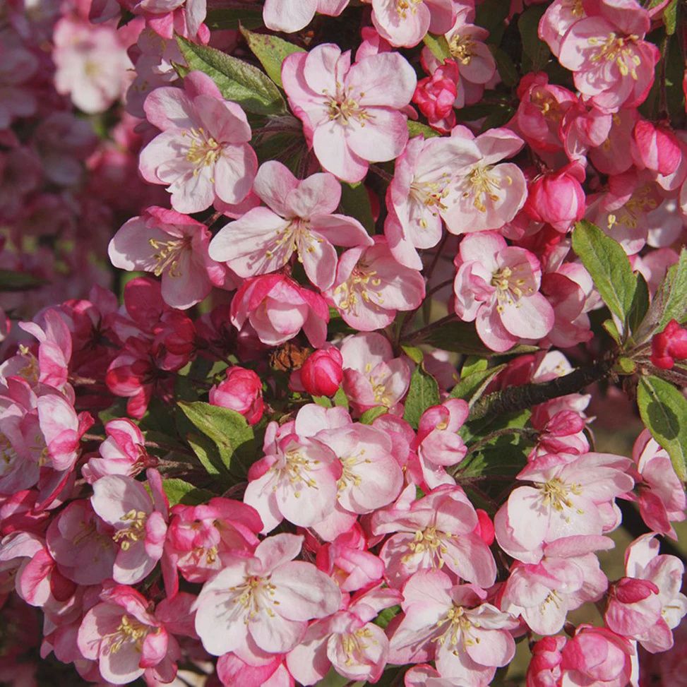 Crabapple "Coral Burst"