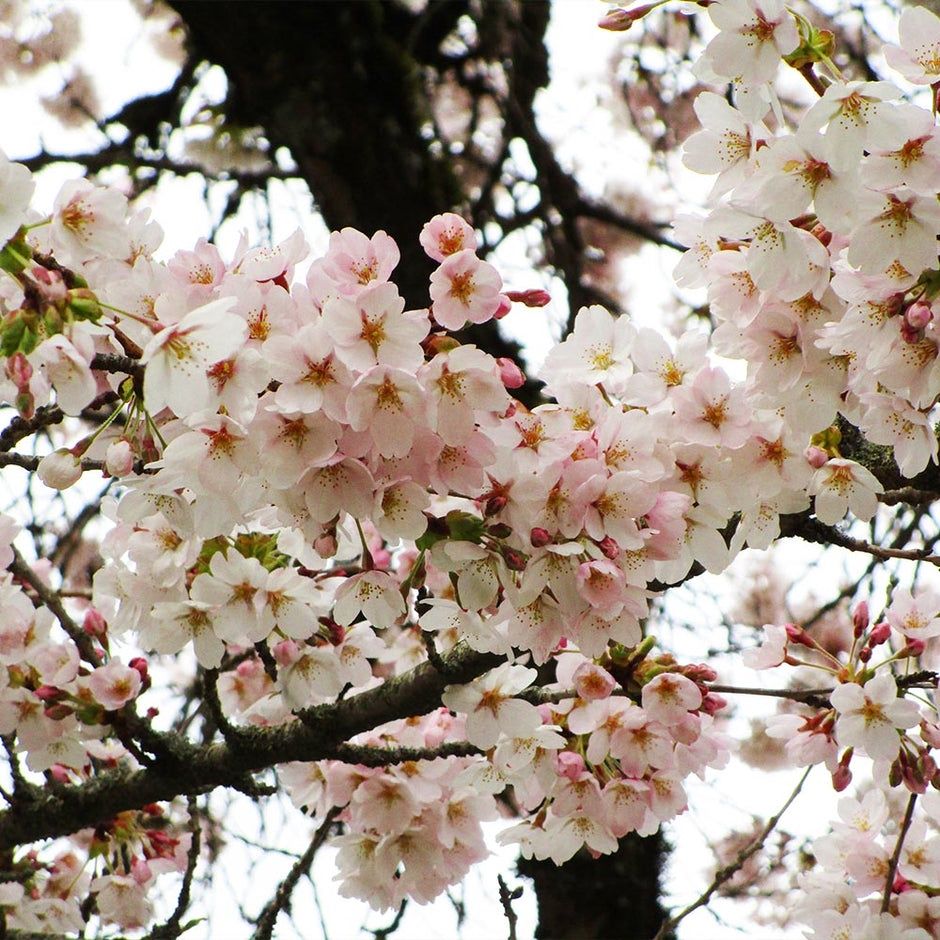 Yoshino Cherry Tree, Size: 15g