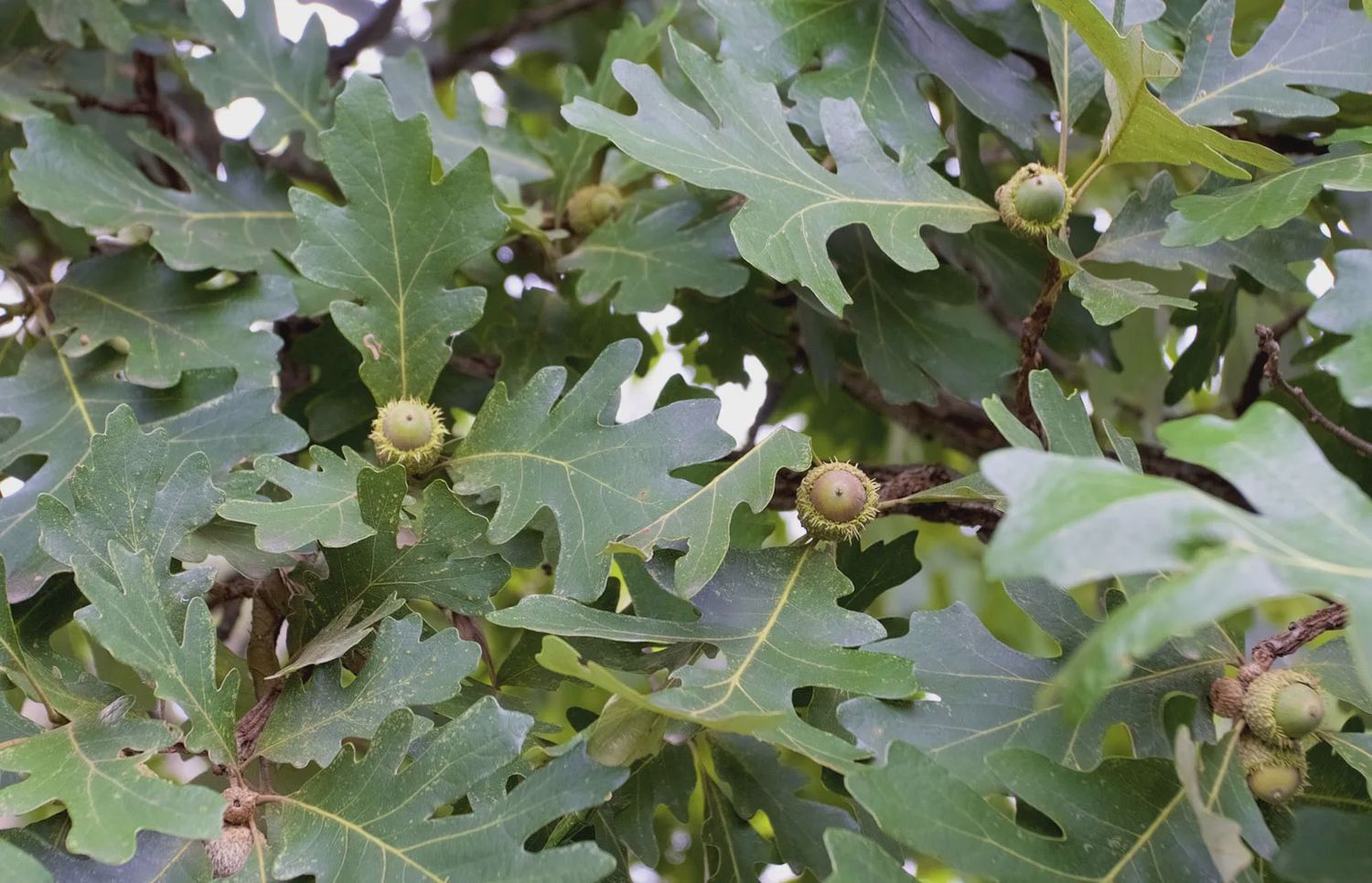 Oak