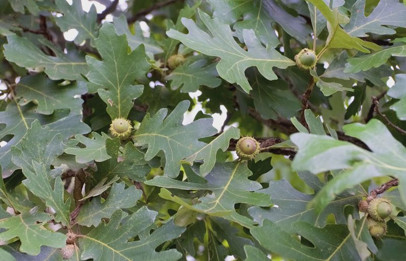 Oak Bur