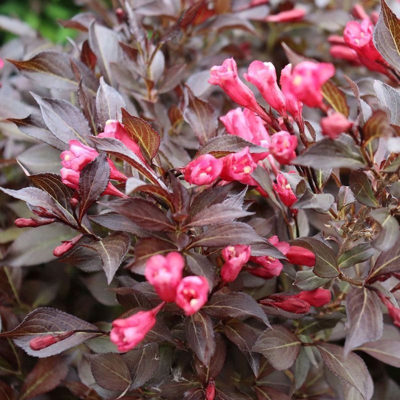 Weigela "Midnight Wine Shine"