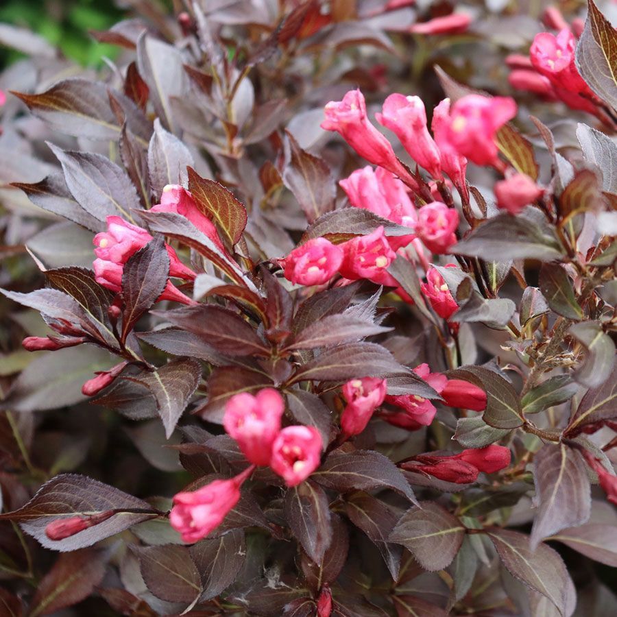 Weigela "Midnight Wine Shine", Size: 2g