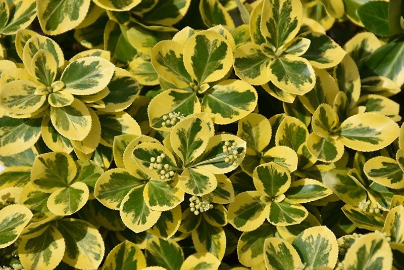 Euonymus "Gold Splash", Size: 2/3g