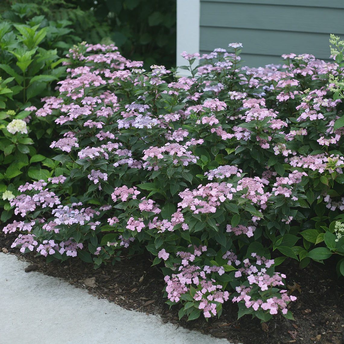 Mountain Hydrangea