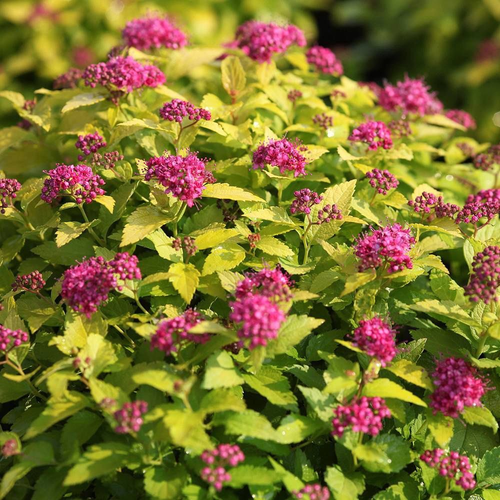 Spirea "Double Play 'Gold'", Size: 3g