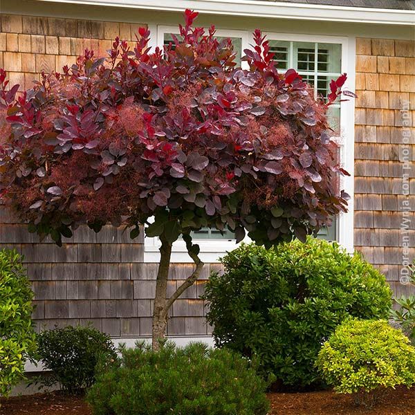 Smokebush "Royal Purple" Patio Tree, Size: 7g