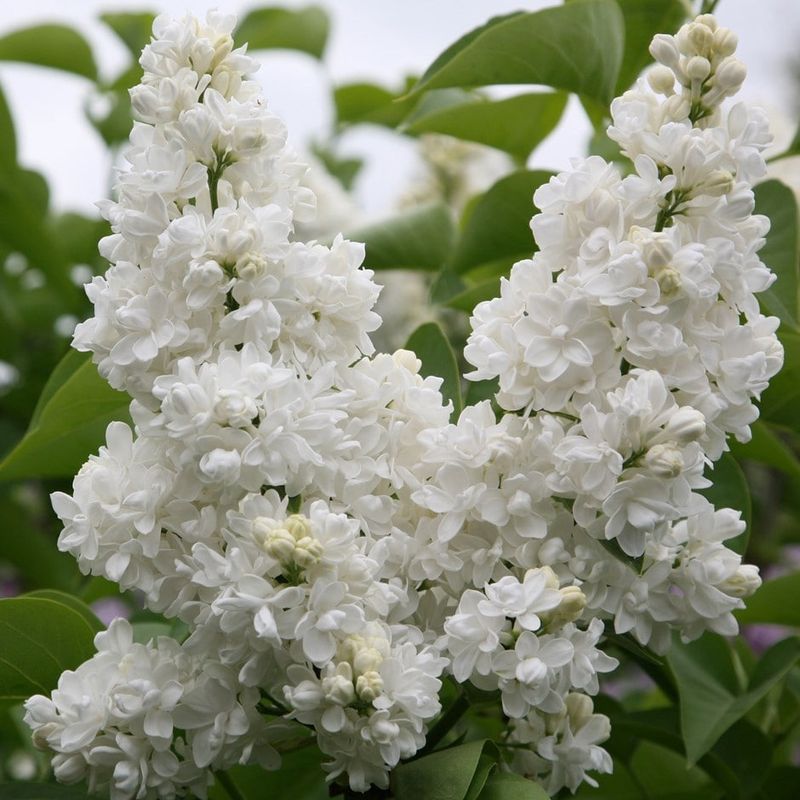 Common Lilac "Madame Lemoine"