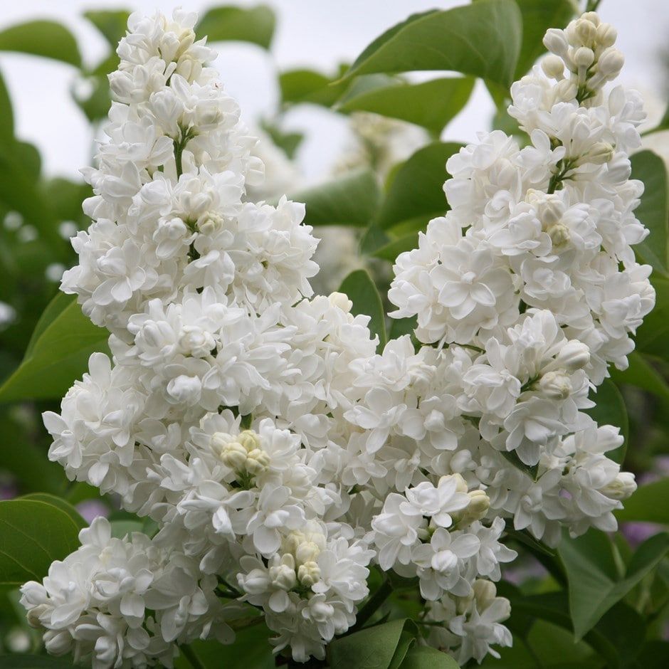 Common Lilac "Madame Lemoine", Size: 3g