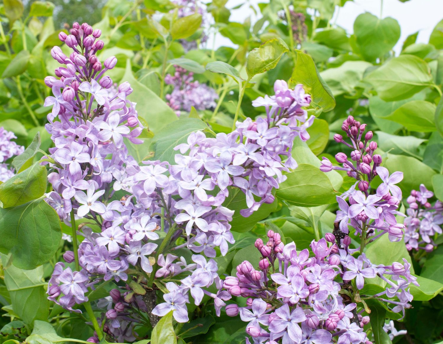 Common Lilac "New Age Lavendar"
