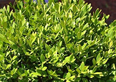 Boxwood "Chicagoland Green", Size: 3g