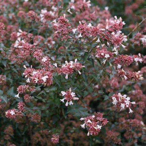 Abelia "Ruby Anniversary"