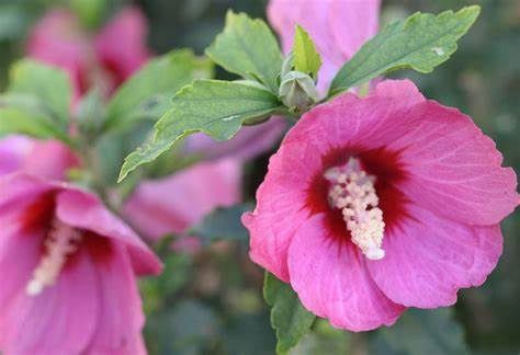Rose of Sharon "Lil' Kim Red"