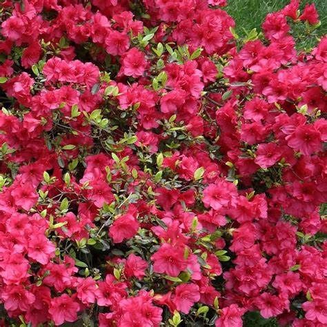 Azalea Evergreen "Girard's 'Crimson'", Size: 3g