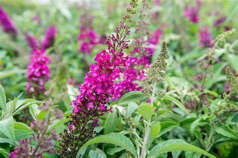 Butterfly Bush "CranRazz"
