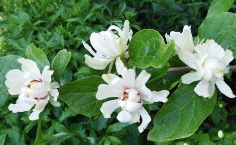Sweetshrub "Venus", Size: 5g