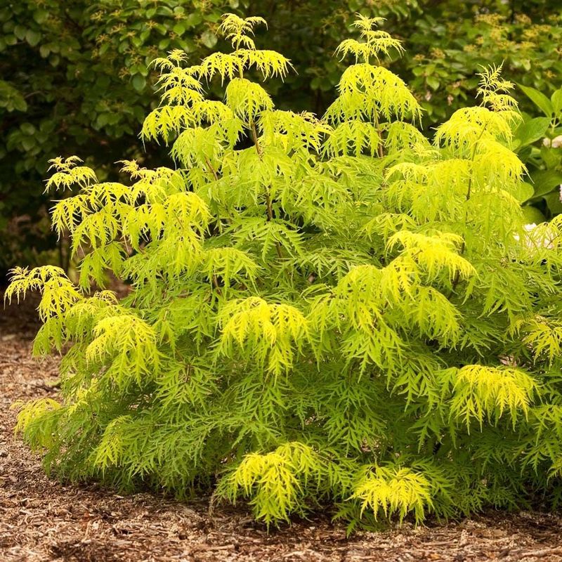 Elderberry "Lemony Lace"