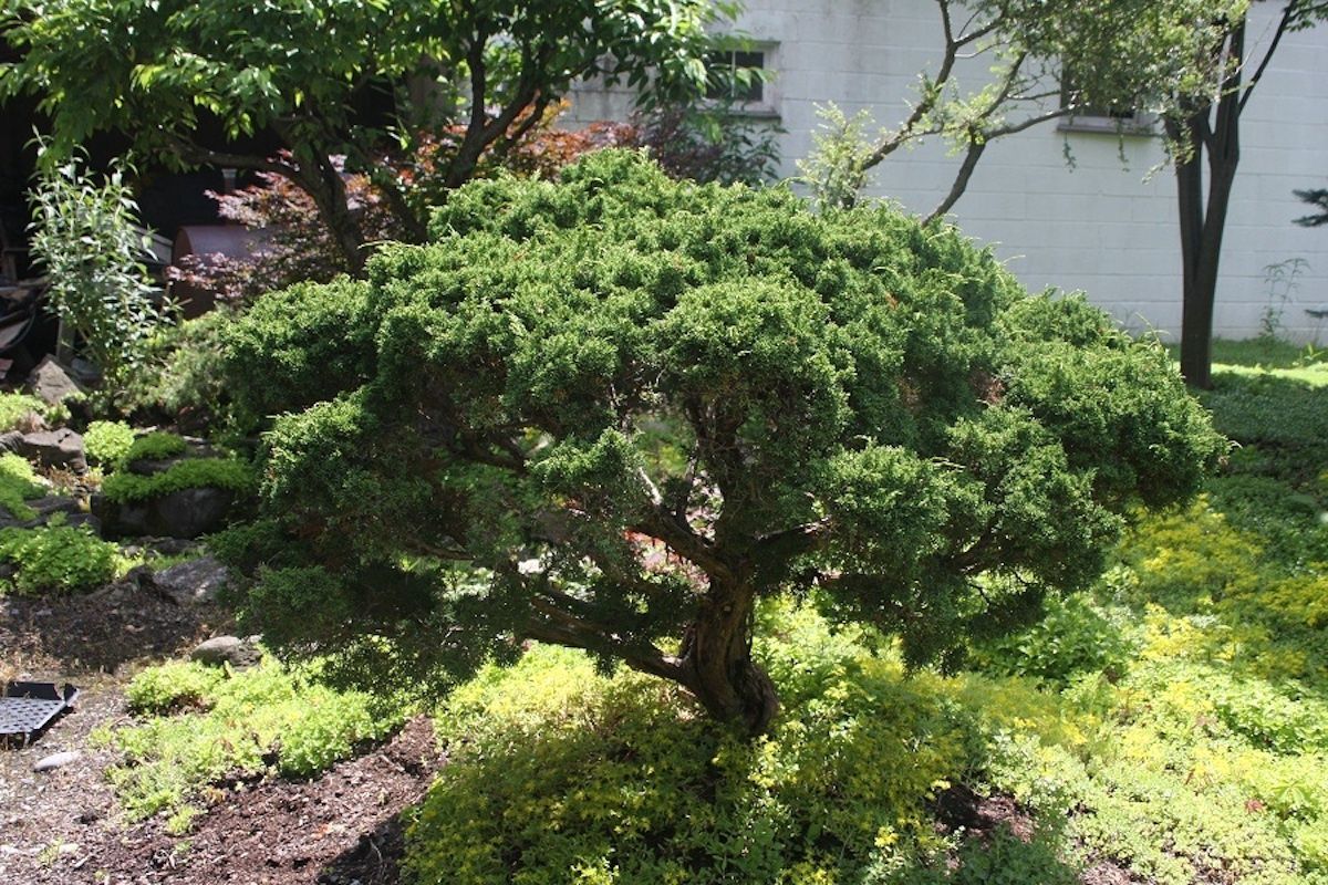 Chinese Juniper "Shimpaku"