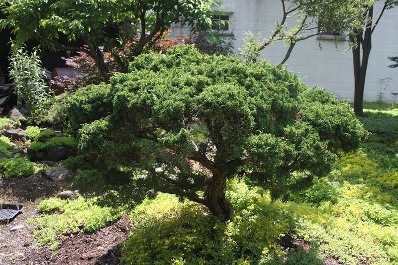 Chinese Juniper "Shimpaku"