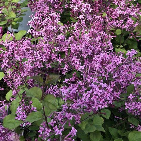 Reblooming Lilac "Bloomerang 'Dark Purple'" Patio Tree