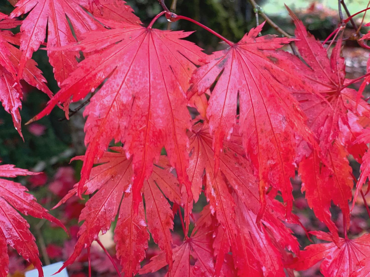 Japanese Maple "Yasemin", Size: 10g