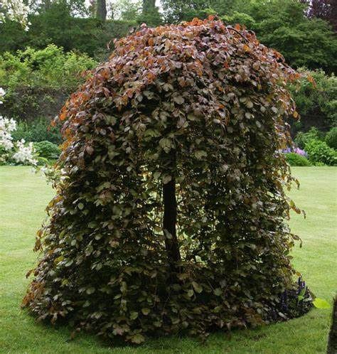 Purple Weeping European Beech, Size: 10g