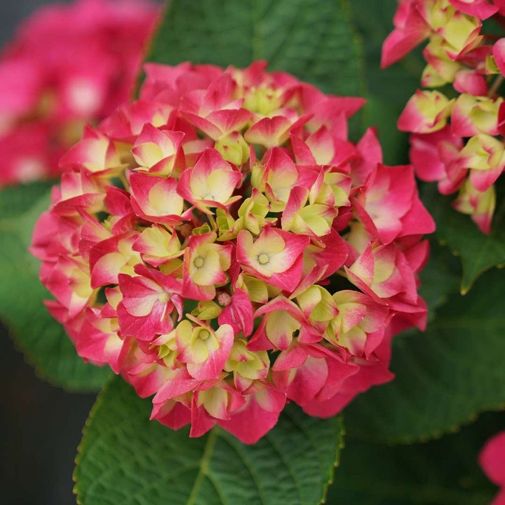 Bigleaf Hydrangea