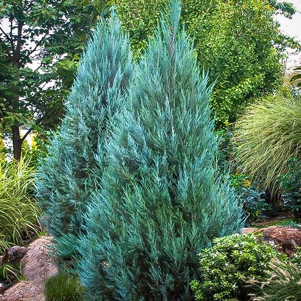 Chinese Juniper "Blue Point", Size: 3g