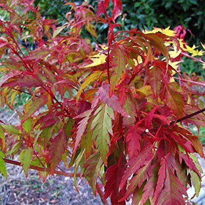 Japanese Maple "Beni Hagoromo"